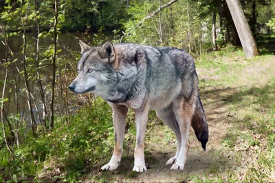 Кавказский волк — Животные Краснодарского края