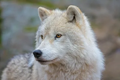Полярный волк