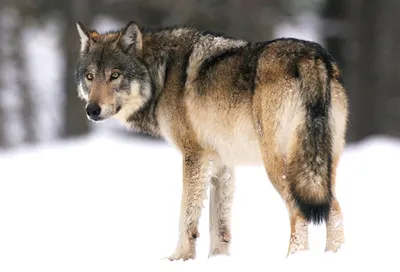 Волк 🌟 Описание, где живут, что едят, подвиды, враги, фото и видео - «Как  и Почему»