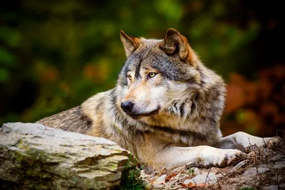 Волк 🌟 Описание, где живут, что едят, подвиды, враги, фото и видео - «Как  и Почему»