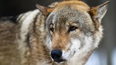 Волк забрел в Хельсинки, его ищет полиция