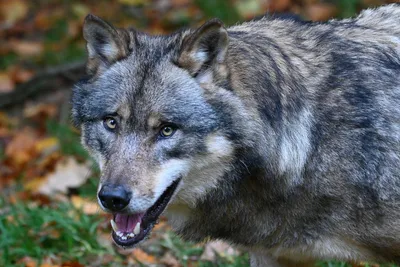 Волк убивает лань в зоопарке: меры защиты усилены