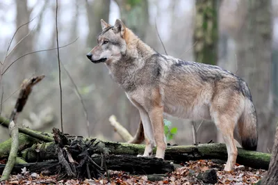 Волк снова обнаружен в Люксембурге