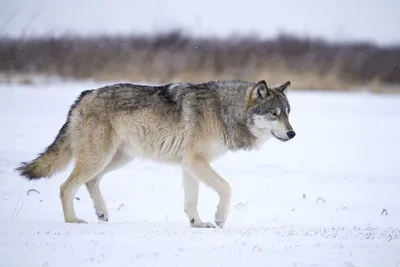Волк-одиночка — Северный рабочий