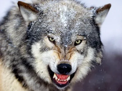 Откуда пошло выражение «Тамбовский волк тебе товарищ» ?