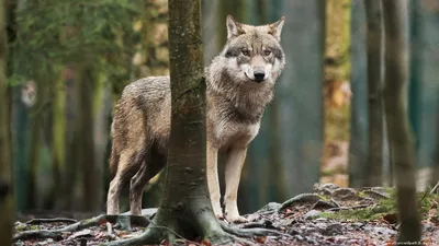 В Германии сосчитали волков – DW – 11.12.2019