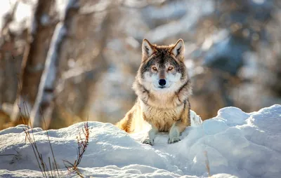 Волк зимой - 56 фото