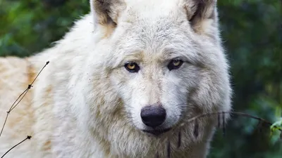 Скачать 1920x1080 мелвильский островной волк, волк, хищник, животное обои,  картинки full hd, hdtv, fhd, 1080p