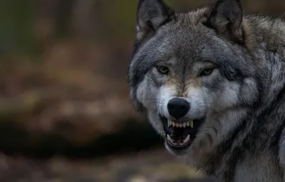 Обои волк, зубы, пасть, клыки, оскал, wolf, волчара картинки на рабочий  стол, раздел животные - скачать