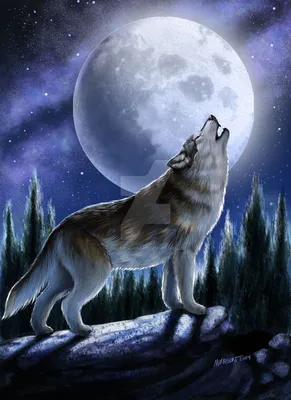 Волк воет на луну картинки - 72 фото