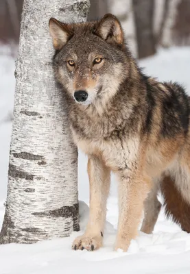 Фотообои Волк у березы 29214 купить в Украине | Интернет-магазин Walldeco.ua