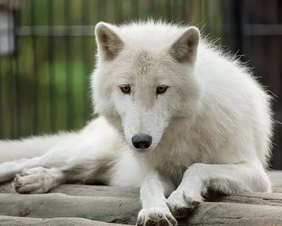 Белоснежный хищник: полярный волк наблюдает за посетителями в зоопарке