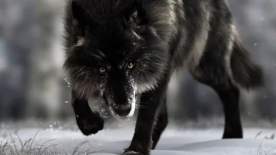 Обои волк, хищник, черный, дикая природа, собака картинки на рабочий стол,  фото скачать бесплатно