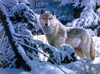 Волк в зимнем лесу - 56 фото