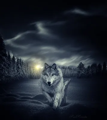 Волк одиночка - 53 фото