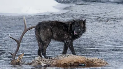 🐺ВОЛЧОНОК🐺 — профиль пользователя в Шедевруме