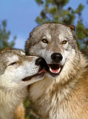Волка и волчицы фото