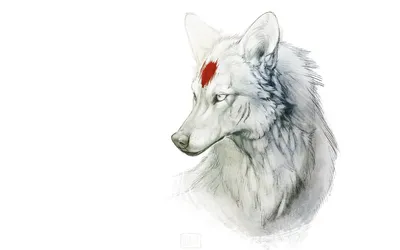 30 min wolf by ailah on DeviantArt