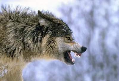 Волк-одиночка – никакой романтики, одна горькая правда. Отчего одинок  одинокий волк, и стоит ли восхищаться его образом | Заметки зооработника |  Дзен