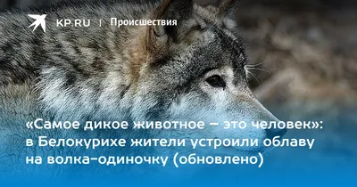 Волка-одиночку заметили в Большереченском заказнике. Выжить ему будет  непросто | 360°