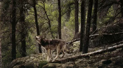 Волка в лесу фото