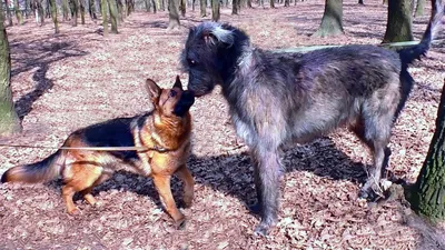Irish Wolfhound vs.German Shepherd. Meeting in the forest. - YouTube