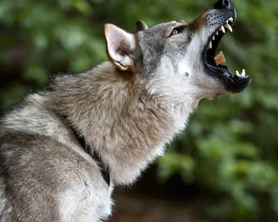 Волкособ (Wolfdog) - это активная, сильная и очень умная порода собак.  Описание, фото и отзывы.