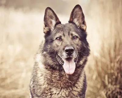 Волкособ (Wolfdog) - это активная, сильная и очень умная порода собак.  Описание, фото и отзывы.