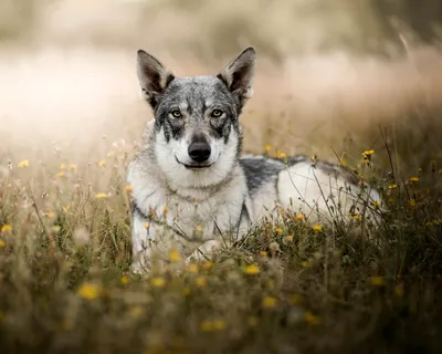 Волкособ (Wolfdog) - это активная, сильная и очень умная порода собак.  Описание, фото и отзывы.