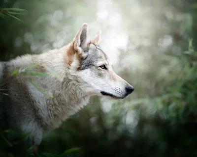 Волкособ (Wolfdog) - это активная, сильная и очень умная порода собак.  Описание, фото и отзывы.