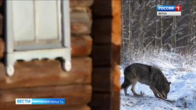 Это знаменитое фото с волками люди не понимали шесть лет.