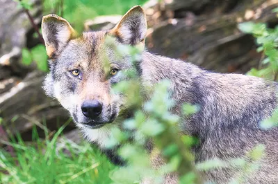 В Чернобыле заметили волков, устроивших поединок - Pets