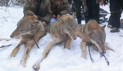 В поселке Рудничный волки напали на домашних животных » ГТРК Вятка -  новости Кирова и Кировской области