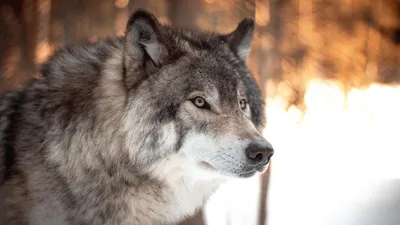 Волк серый обыкновенный (Canis lupus). Подробное описание экспоната,  аудиогид, интересные факты. Официальный сайт Artefact