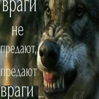 Волк с надписью на латыни. Человек человеку волк. Изолированные на белом  фоне. Иллюстрация вектора - иллюстрации насчитывающей злобный, волк:  179382954