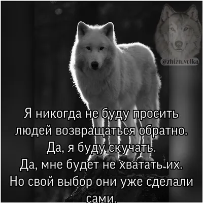 Цитаты волка часть 3\" | Анатолий Сергеев | Дзен