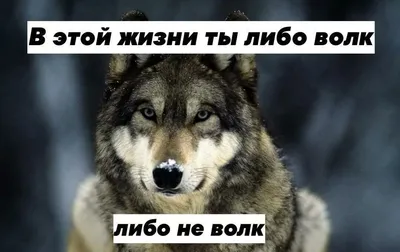 Волчьи цитаты от Study link 🐺 Работа не волк, работа — ворк. А волк — это  гулять. Если вы ничего не поняли, то представьте, каково… | Instagram