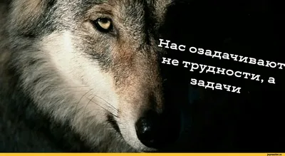 Начинаем конкурс мемов с волчьими цитатами про настолки! Главный приз –  настольная игра \"Братство волка\" Что.. | ВКонтакте