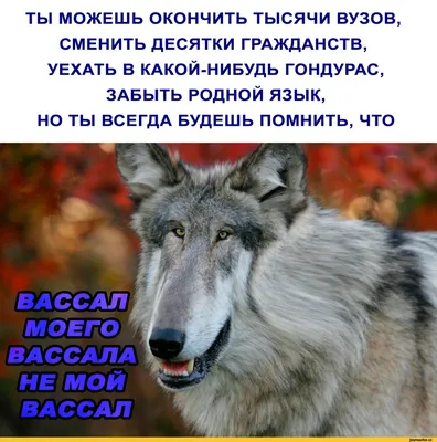 https://45.ru/text/animals/2024/01/23/73150499/