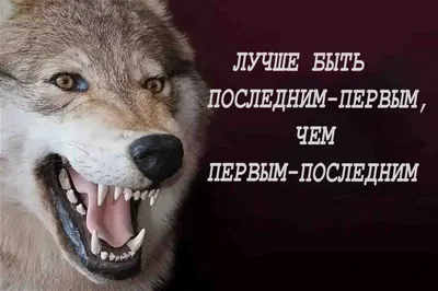 Цитаты от Волка для настоящих АУФНЫХ пацанов😈😈 | Какие-то цитаты от Волка  | ВКонтакте