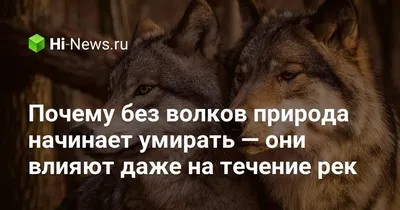 Неизвестно откуда появились. На Гродненщине фотоловушки зафиксировали целые  выводки волков — Газета Слонімская