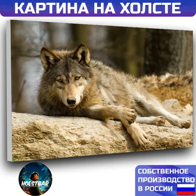 10 видов волков: от арктического до дальневосточного» — создано в Шедевруме