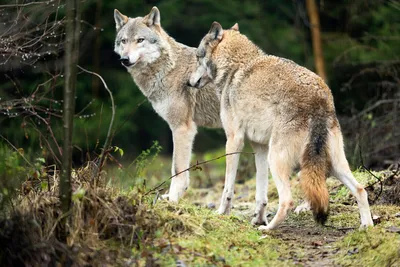 Wolf | Animals amazing, Wolf photography, Animals beautiful