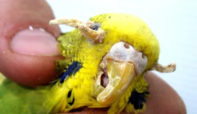 Волнистые попугаи болезни фото