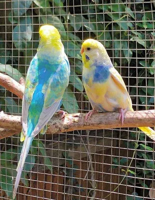 📚 🐤 Явные отличия восковицы самца и самочки || Птенцов волнистого попугая  🏡 Тишка и Феня на даче - YouTube