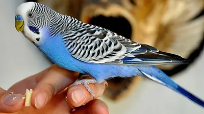 Волнистый попугай / Melopsittacus undulatus - «Самый лучший друг» | отзывы