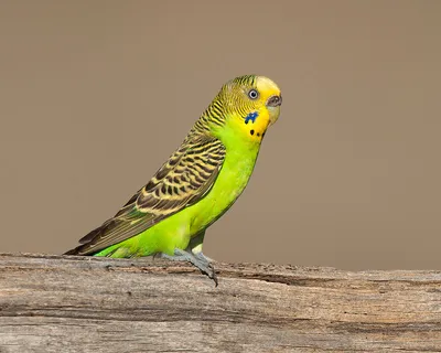 Волнистый попугай / Melopsittacus undulatus - «Пение природы и двойное  счастье в доме» | отзывы