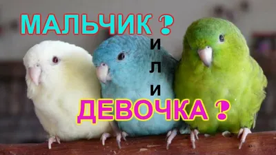 Как определить пол волнистого попугая? Отличия мальчика от девочки. -  YouTube