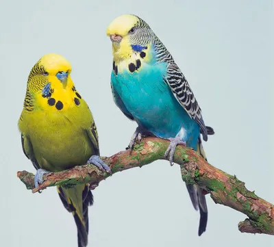 Рацион волнистого попугая в домашних условиях - Птицы обзор на Gomeovet