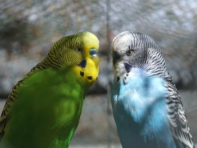 Серый волнистый попугай — 20+ фото - Parrotologia.com